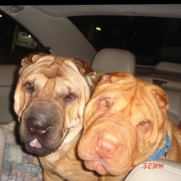 Meet your Posher, xoxo klowe - Picture 3 of 12